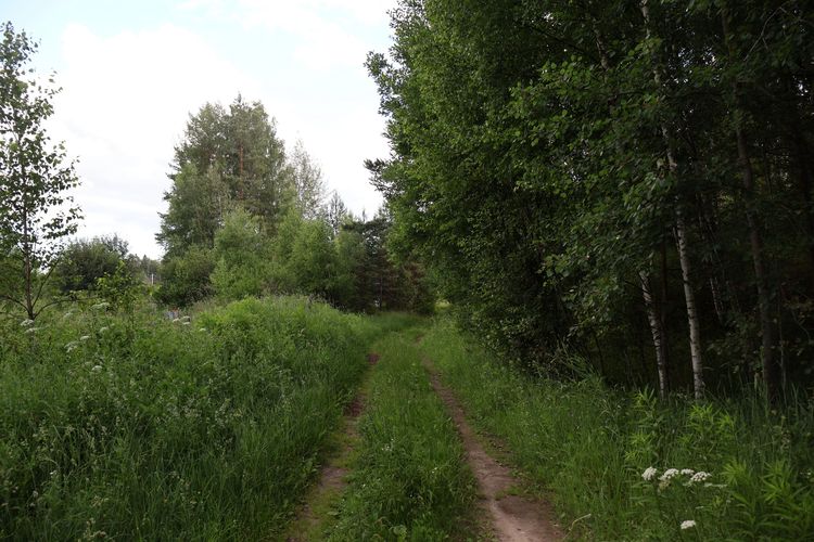 Насыпь бывшей УЖД Городецкого ТПР